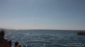 Прогулка на встречу к дельфинам в поселке Рыбачье